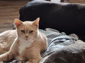 CAT CARE